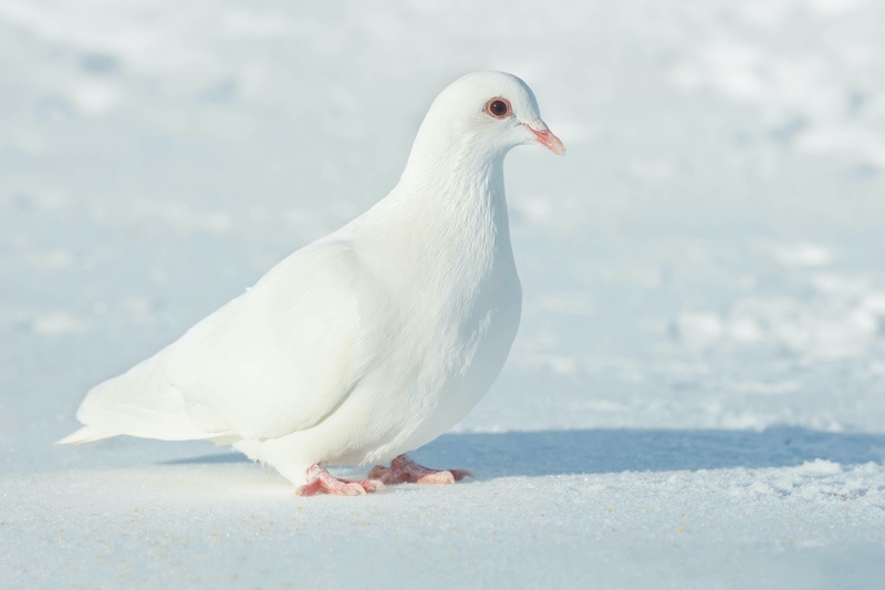 white pigeons