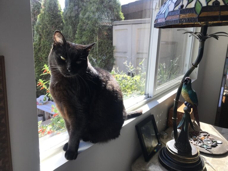 17 Black Cat Meaning & Symbolism Examples UniGuide