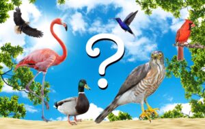 Bird Quiz