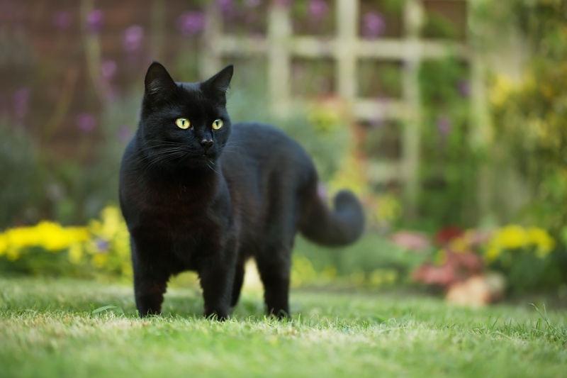 17 Black Cat Meaning & Symbolism Examples UniGuide