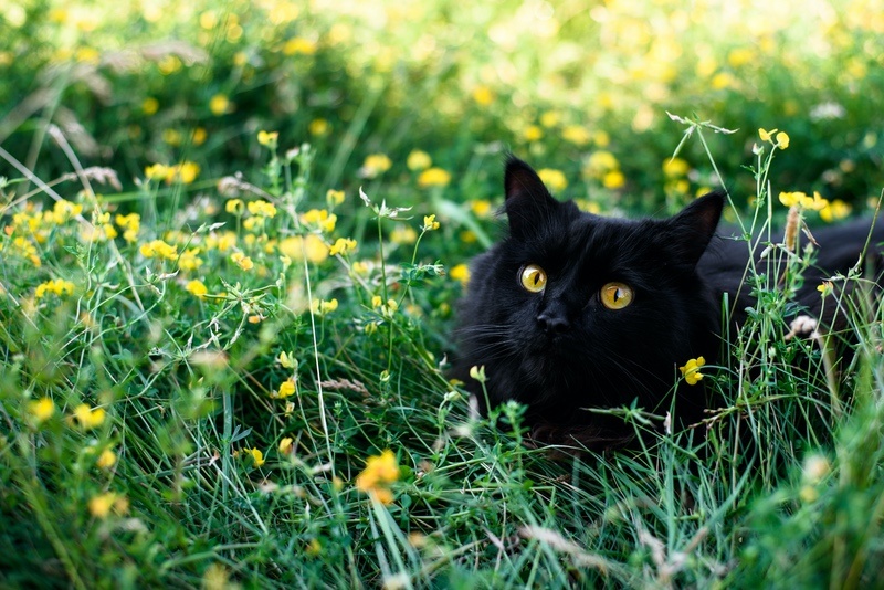 17 Black Cat Meaning & Symbolism Examples UniGuide