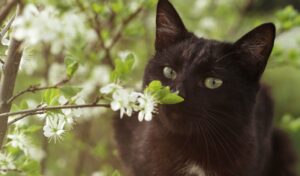 Black Cat with Jasmine