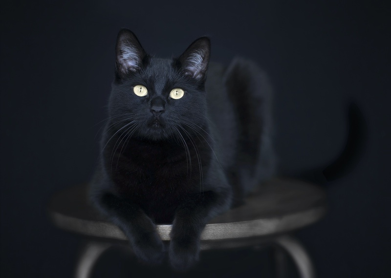 17 Black Cat Meaning & Symbolism Examples UniGuide