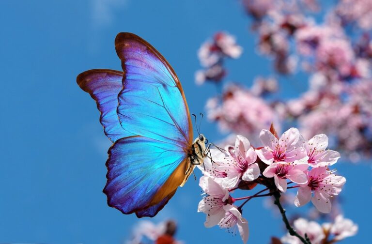 🦋17 Blue Butterfly Meanings: What Do They Symbolize?