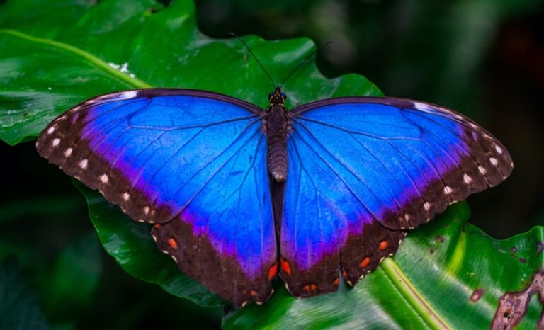 Blue Morpho Butterfly