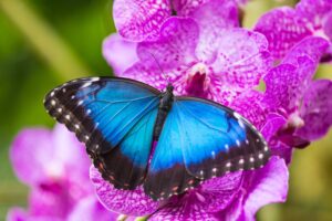 Blue morpho (morpho peleides)