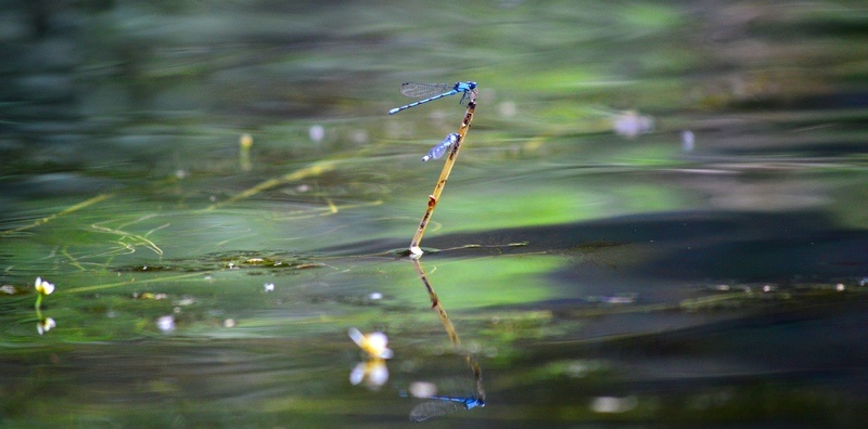 Blue Dragonfly at Lake