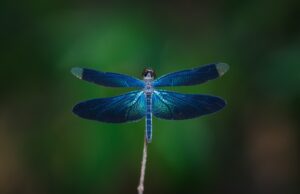 Blue Dragonfly Dark Green Background