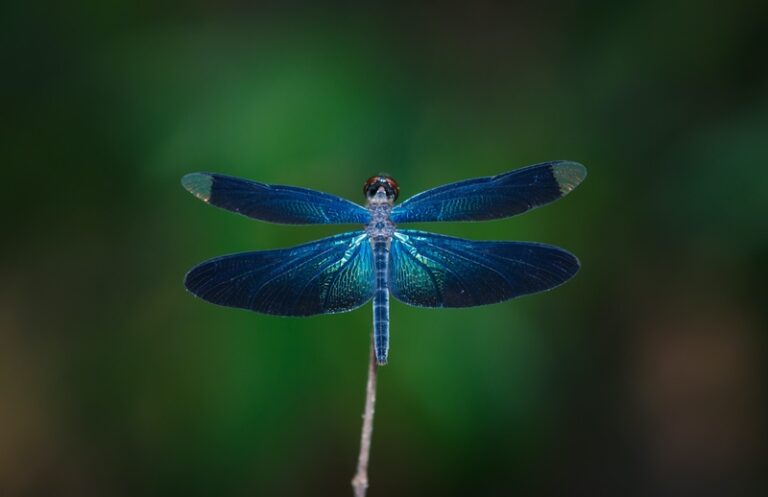 Blue Dragonfly Dark Green Background