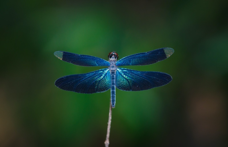 Blue Dragonfly Dark Green Background