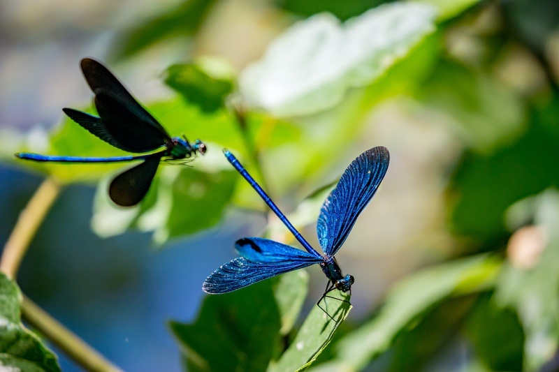 16 Blue Dragonfly Meanings What Do They Symbolize? UniGuide