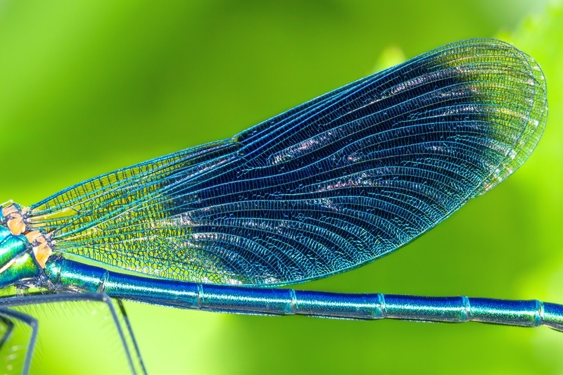 16 Blue Dragonfly Meanings What Do They Symbolize? UniGuide