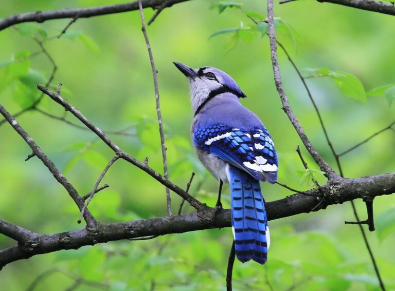 Blue Jay Green Forest
