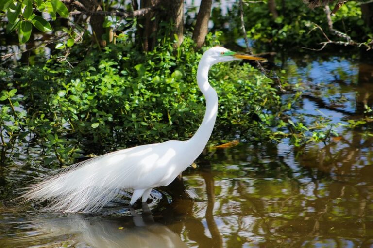 Great Egret