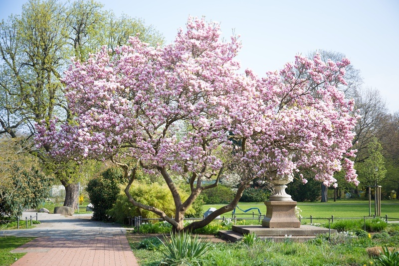 Magnolia Tree