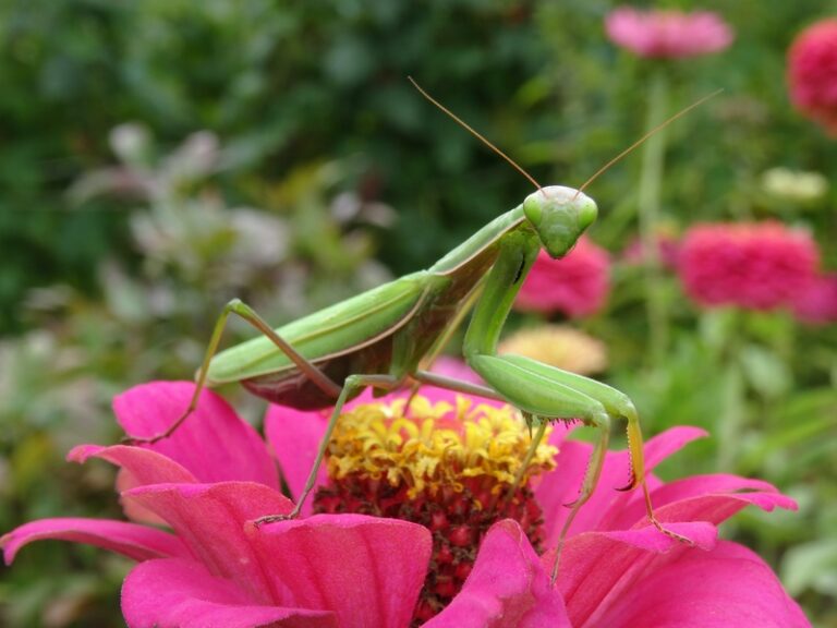 Praying Mantis on Pink Flower
