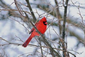 Red Cardinal on Branch Snowy Day
