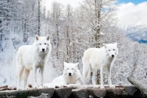 Three Arctic Wolves