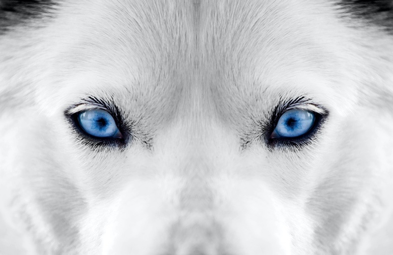 16 White Wolf Meanings: Symbolism, Dreams & Legends UniGuide