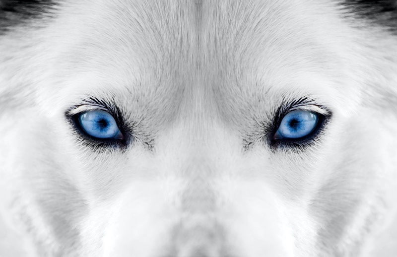 16 White Wolf Meanings Symbolism, Dreams & Legends UniGuide