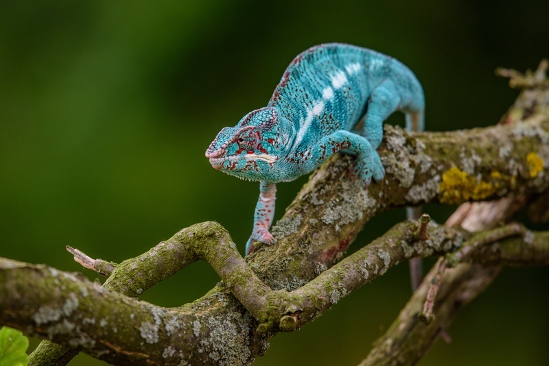 Blue Chameleon