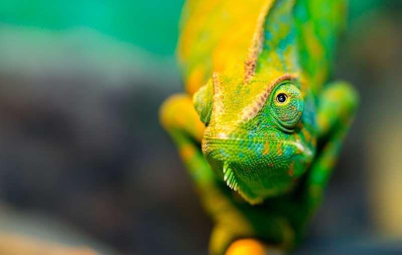 Chameleon Closeup Eyes
