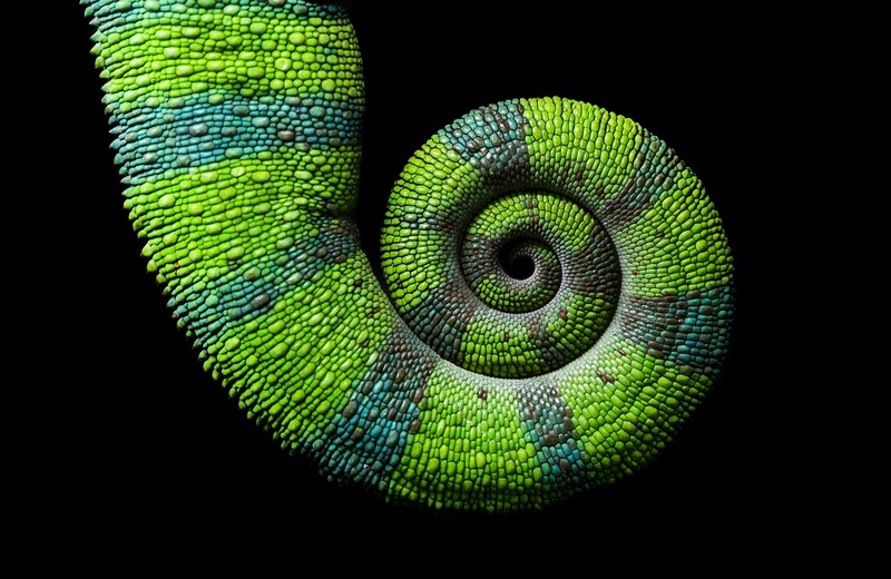 Chameleon Spiral Tail