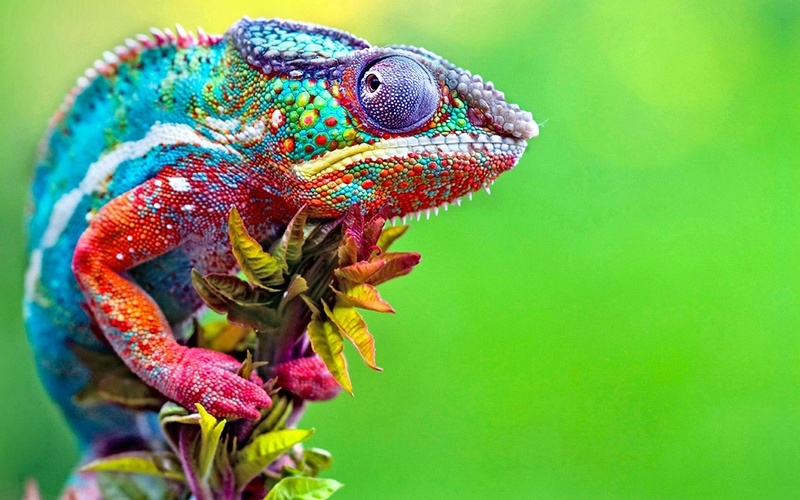Colorful Chameleon Closeup