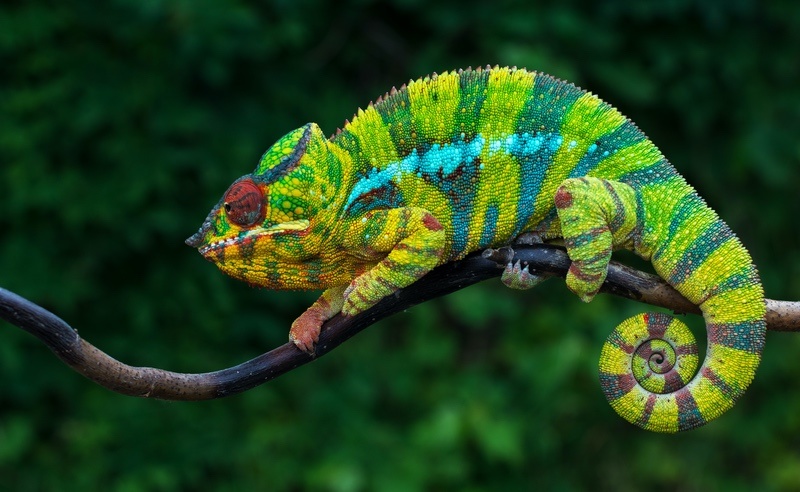 Green Chameleon on a Branch