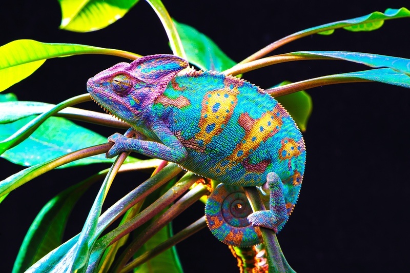 Colorful Chameleon