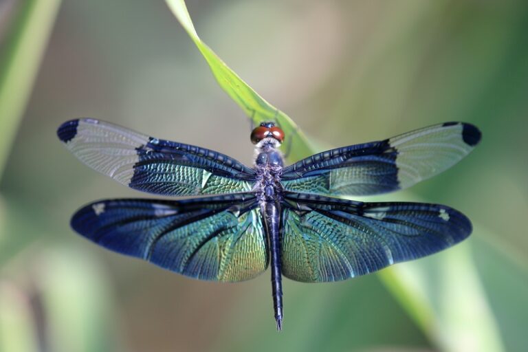 Beautiful Dragonfly