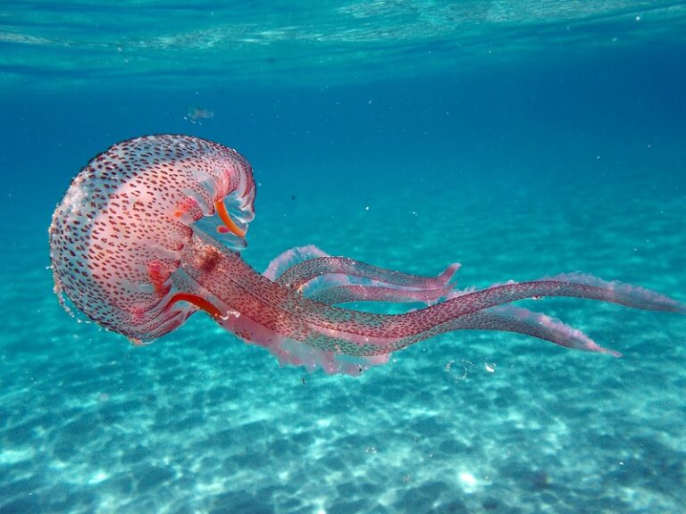 Jellyfish Turquoise Water