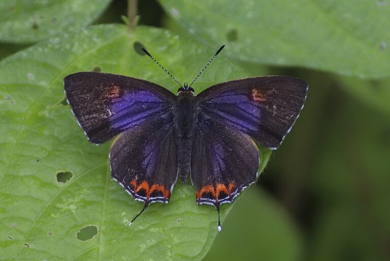 Purple sapphire butterfly