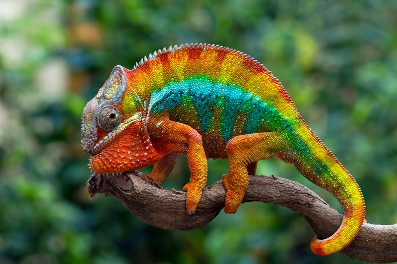 Orange and Green Chameleon