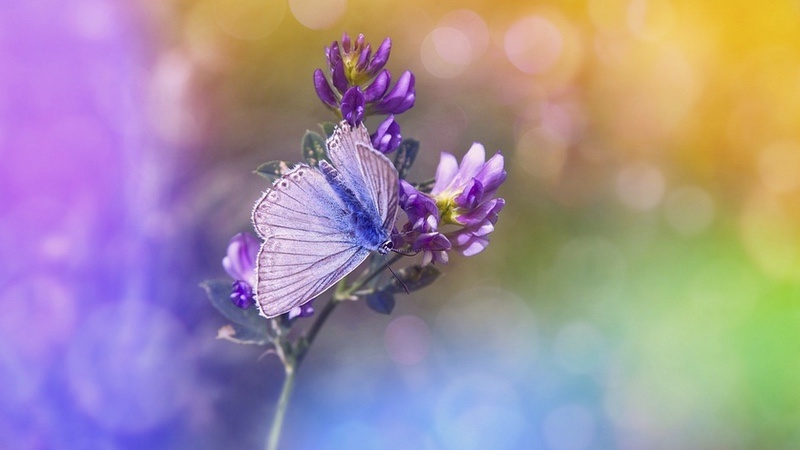 16 Purple Butterfly Meanings: What Do They Symbolize? UniGuide
