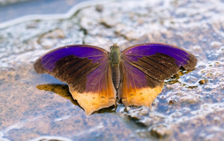 16 Purple Butterfly Meanings: What Do They Symbolize? UniGuide