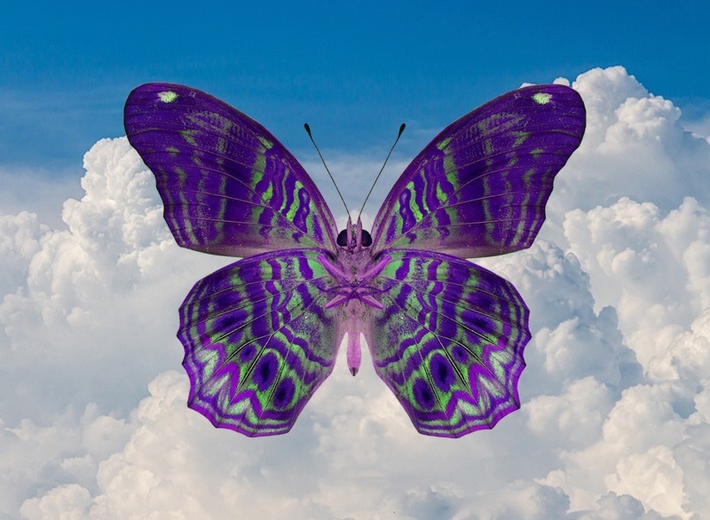 16 Purple Butterfly Meanings What Do They Symbolize? UniGuide