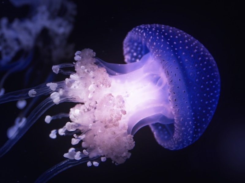 Jellyfish Symbolism & Meaning & the Jellyfish Spirit Animal