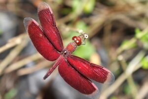 Beautiful Red Dragonfly