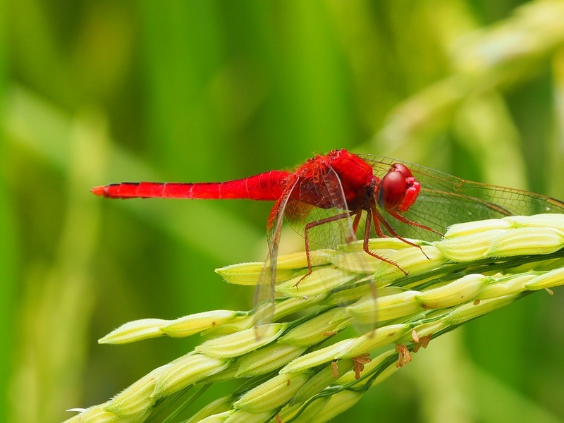 15 Red Dragonfly Meanings What Do They Symbolize? UniGuide