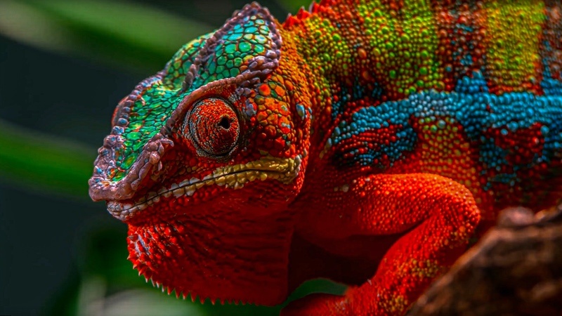 Red and Rainbow Colored Chameleon