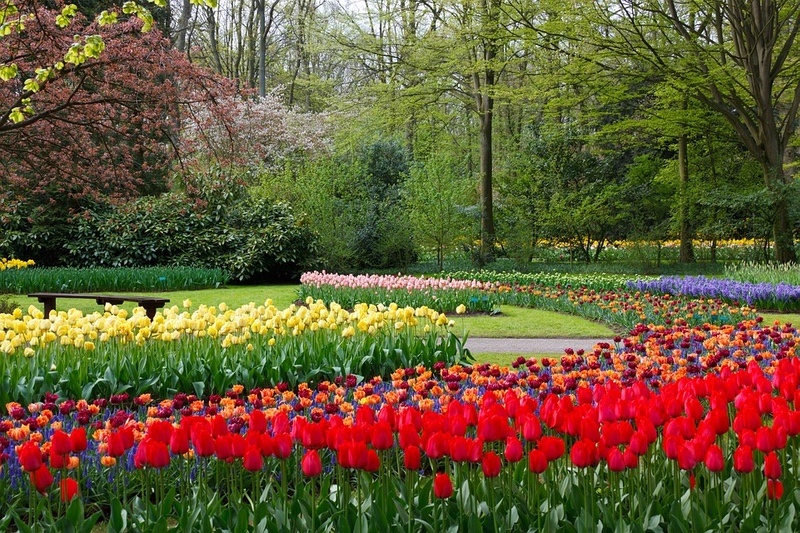 Garden with Red Tulips