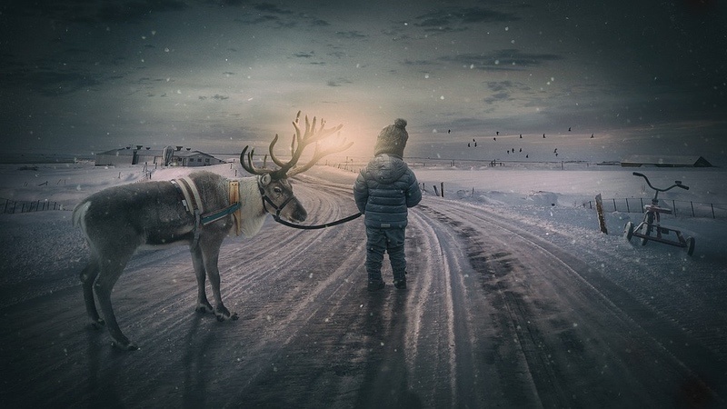 Reindeer Dream
