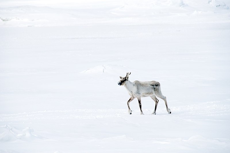 Reindeer in Snowy Landscape