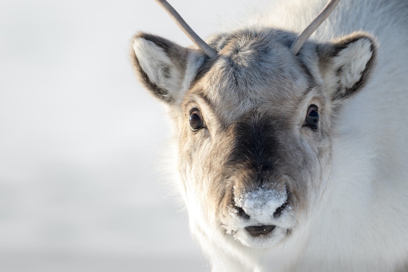 Wild Reindeer Calf