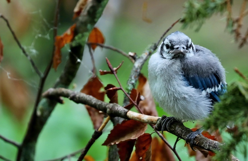 Blue Jay Meaning: Spirituality, Symbolism + Why You See Them