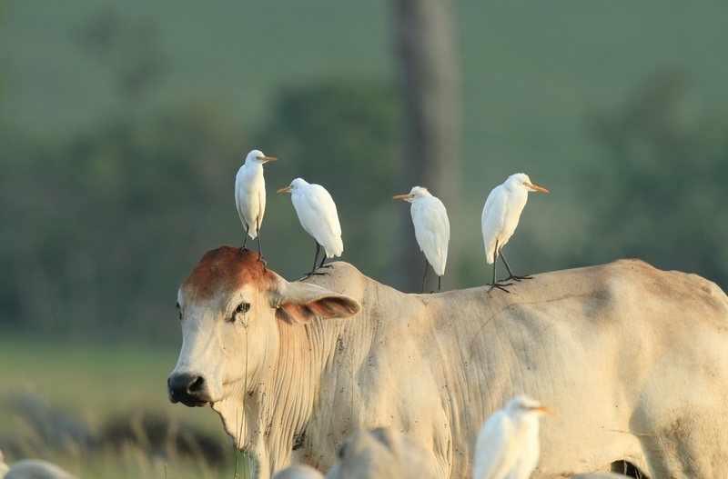 Cattle Egrets