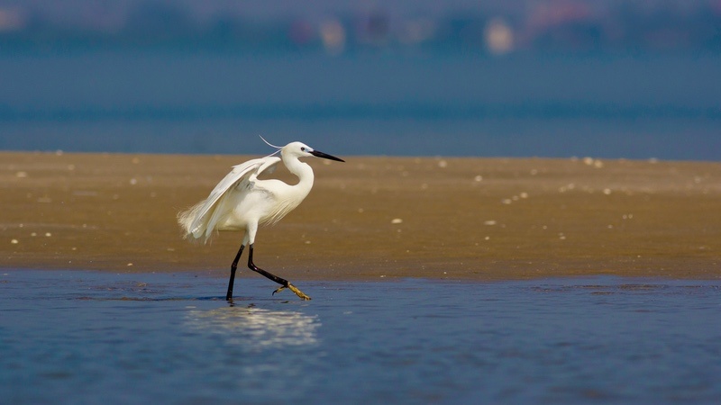 Egret Meaning: Grace