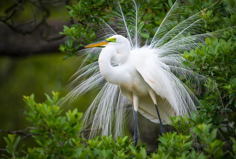 Great Egret