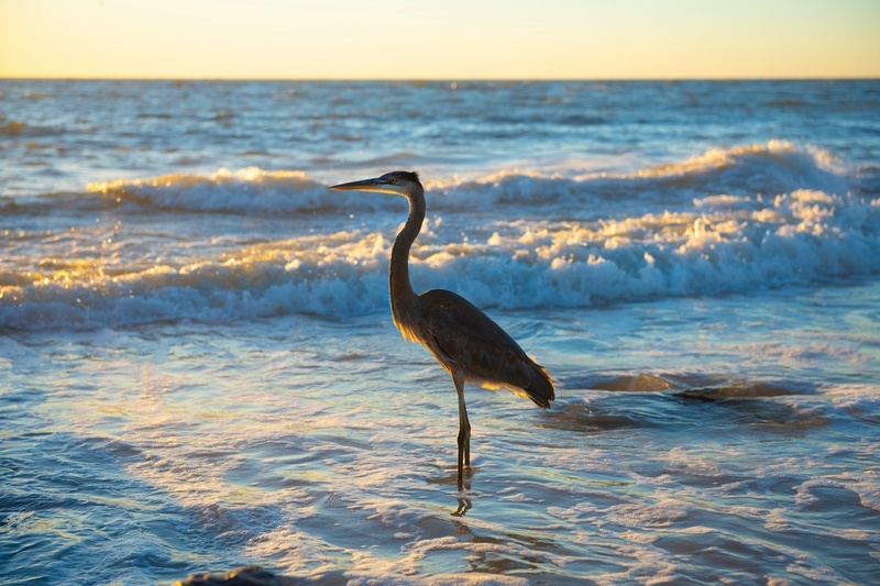 Great Blue Heron in Waves